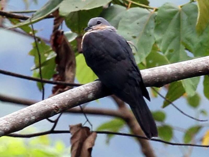 Buru Mountain-Pigeon, Photos 2