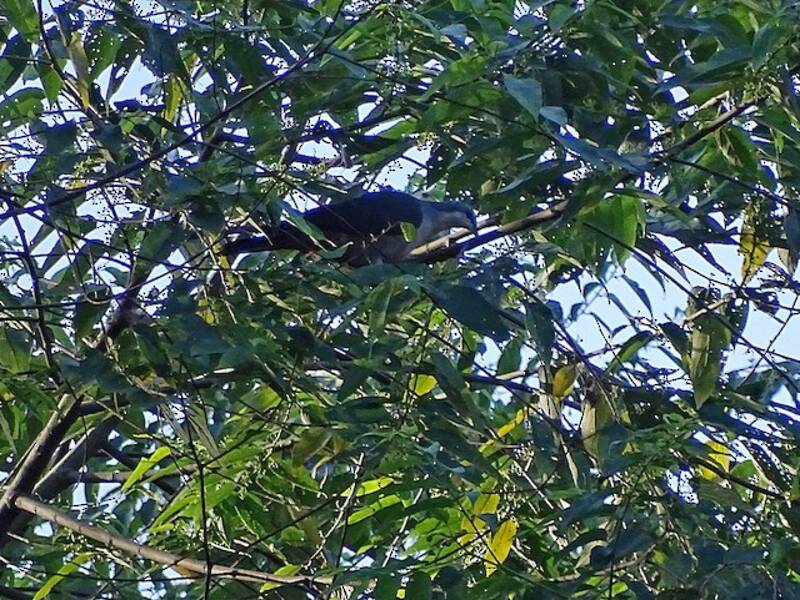 Buru Mountain-Pigeon, Photos 1