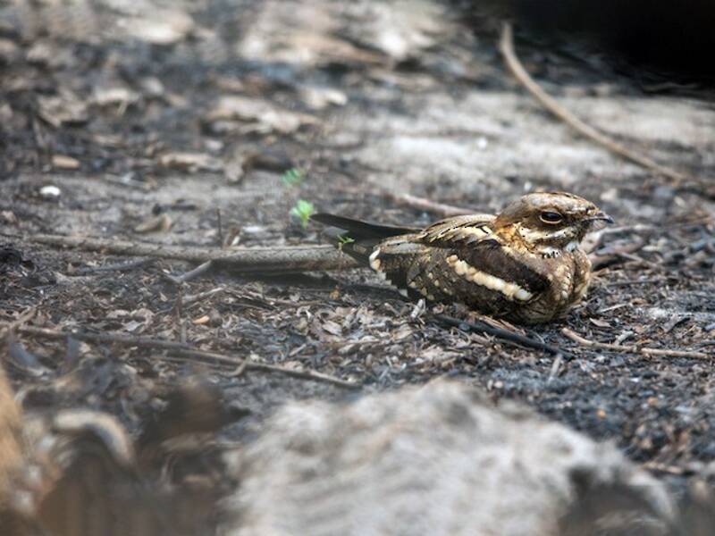 Long-tailed Nightjar, 照片 2