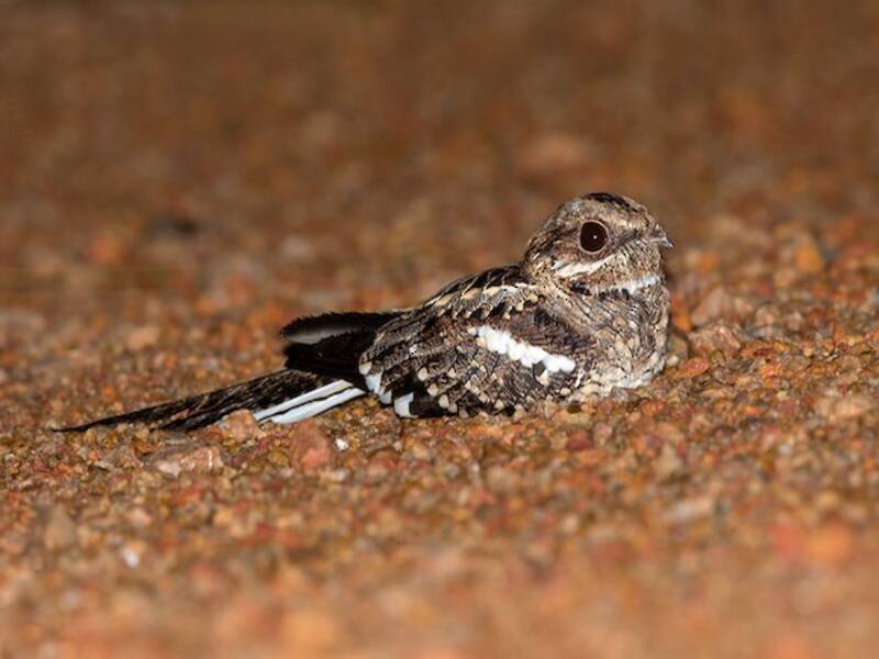 Long-tailed Nightjar, 照片 3