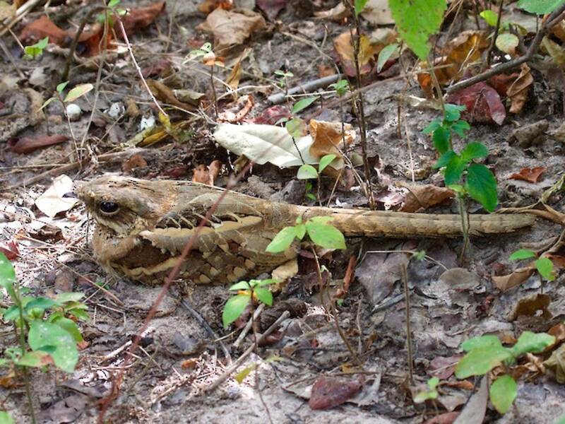 Long-tailed Nightjar, 照片 4