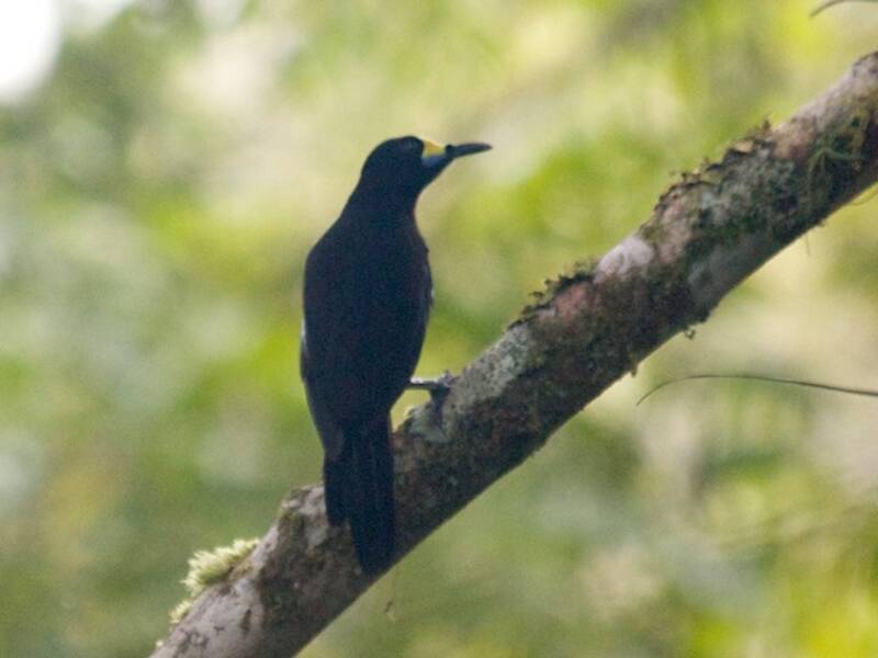 Paradigalla codalunga, Foto 2