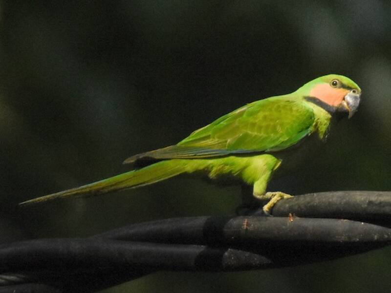 Perico Colilargo, Fotos 3
