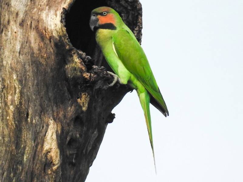 Perico Colilargo, Fotos 4
