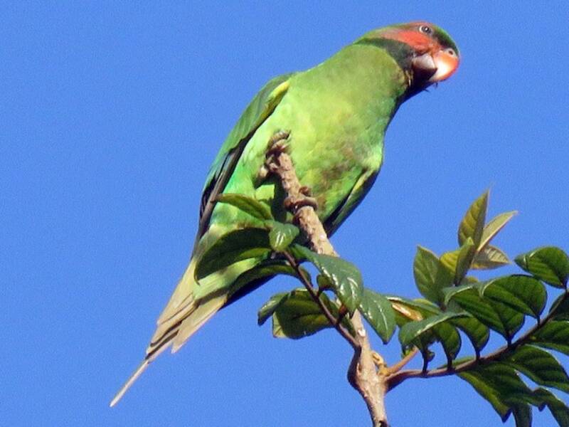 Perico Colilargo, Fotos 2