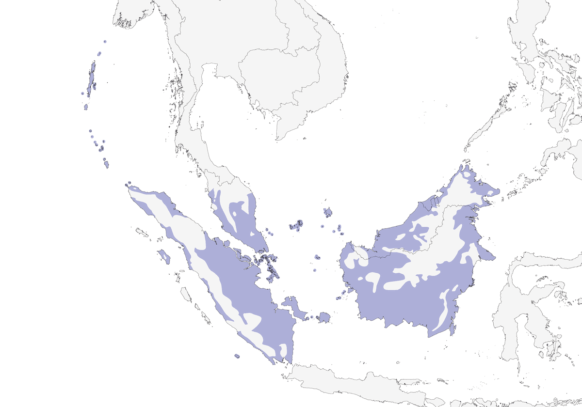 Perico Colilargo, Distribución 1