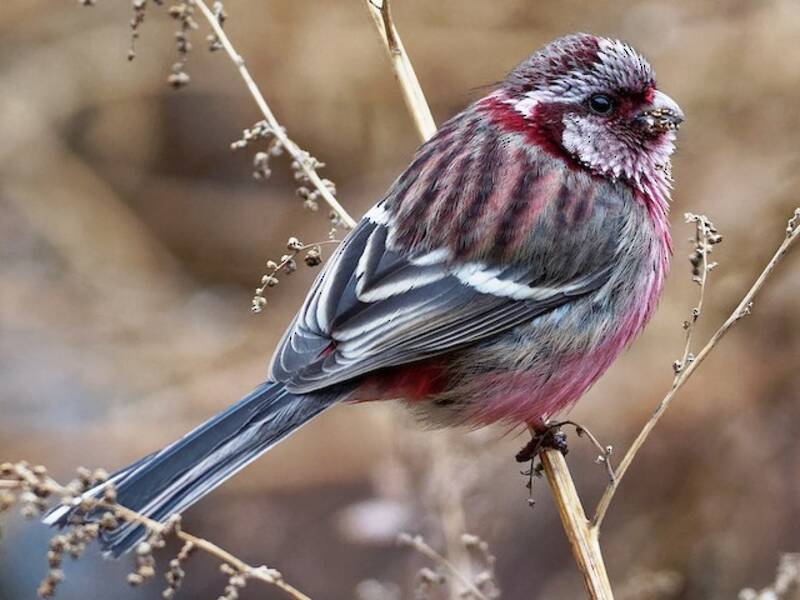 Long-tailed Rosefinch