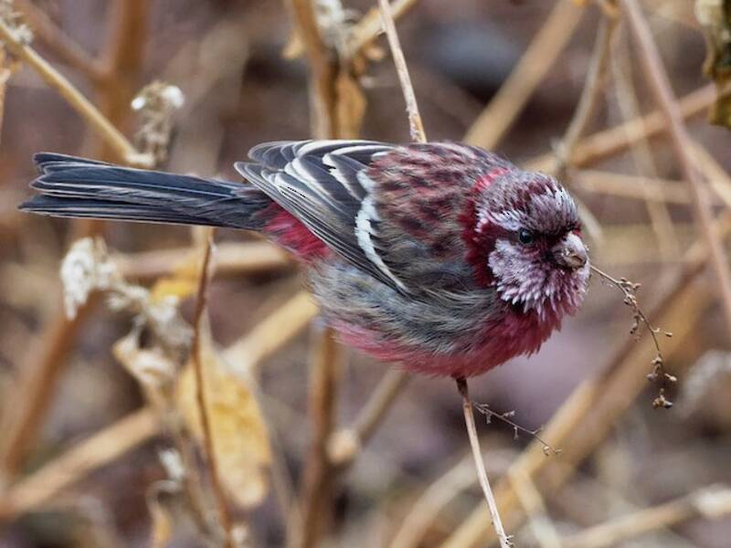 Long-tailed Rosefinch, Photos 2
