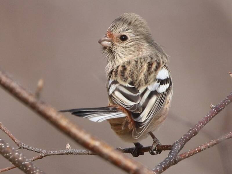 Long-tailed Rosefinch, Photos 4