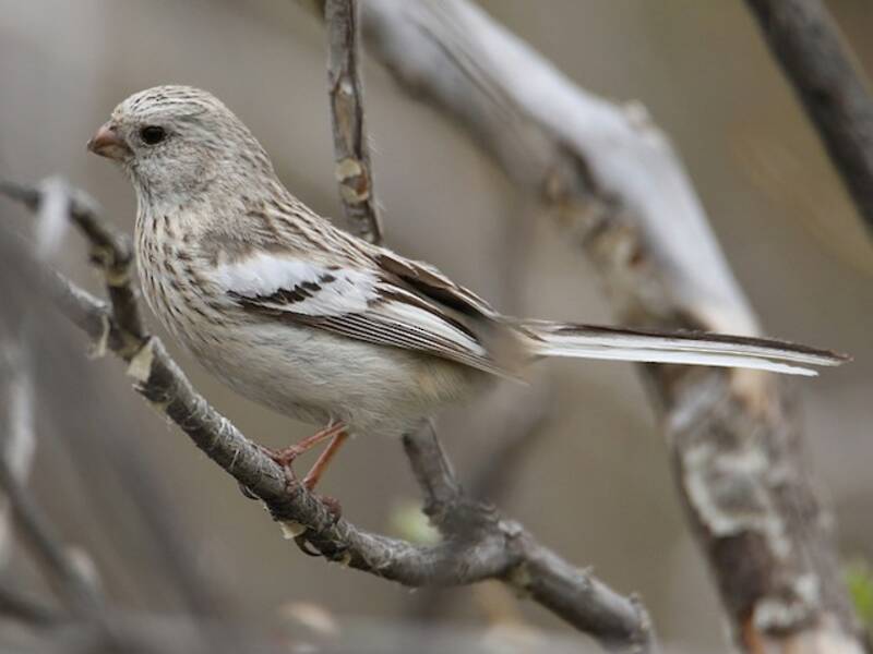 Long-tailed Rosefinch, Photos 3