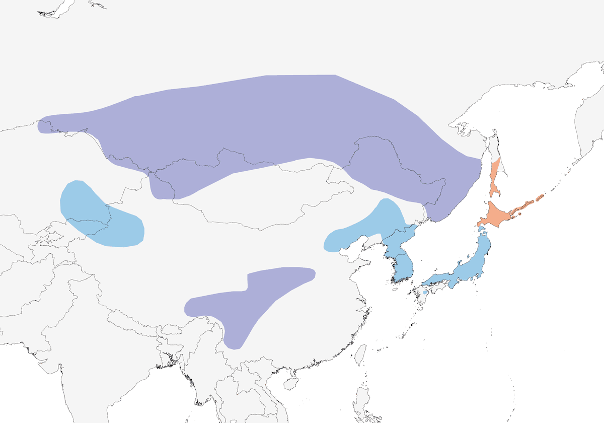 Long-tailed Rosefinch, Distribution 1
