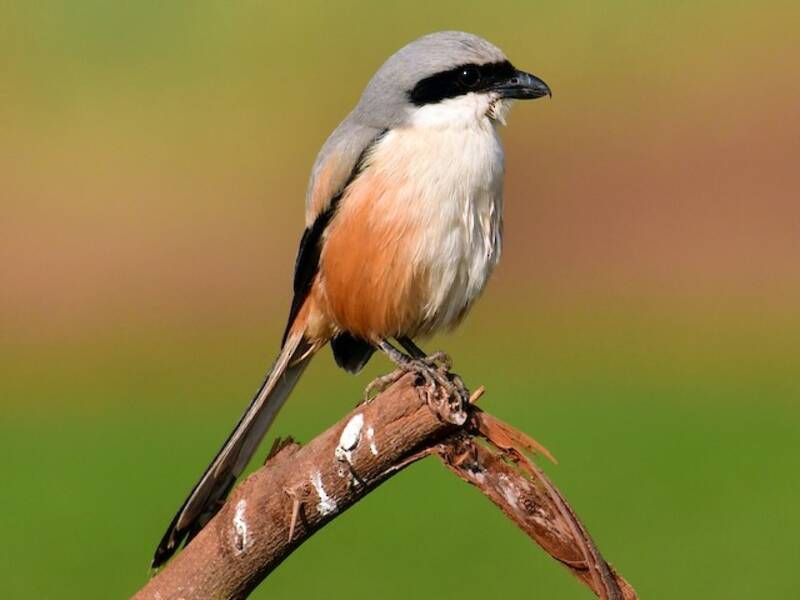 Long-tailed Shrike (Lanius schach)