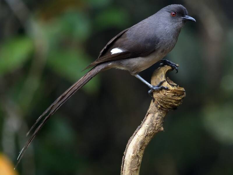Sibia codalunga
