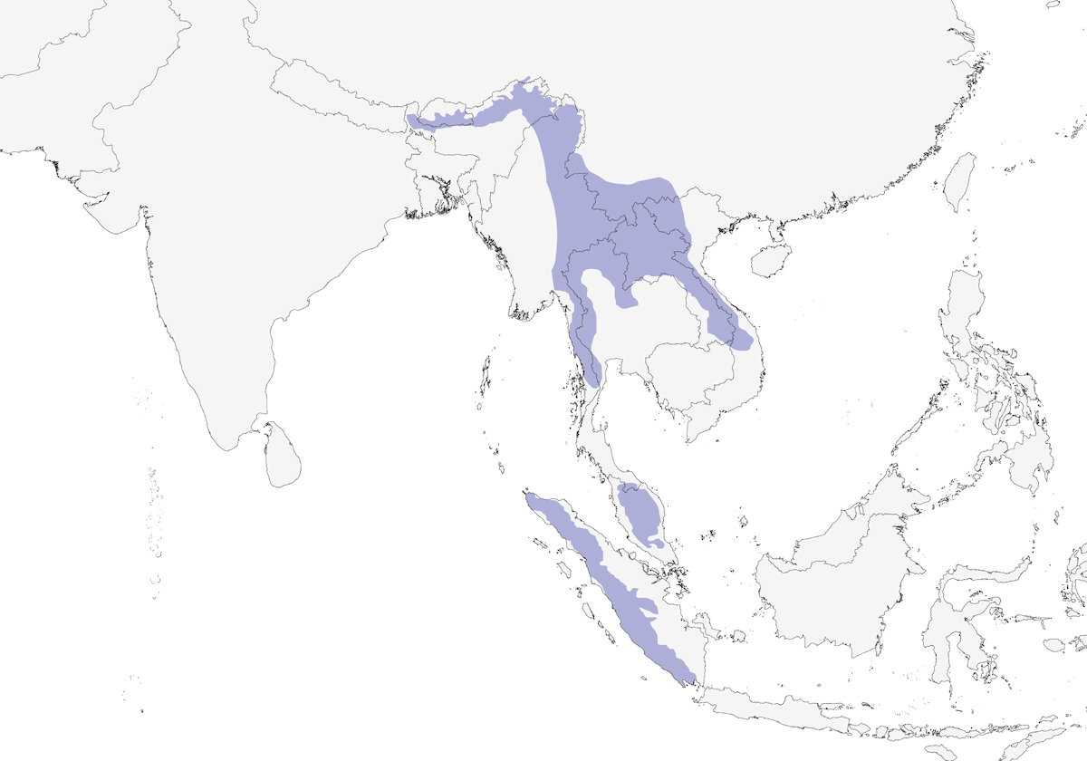 Sibia codalunga, Distribuzione 1