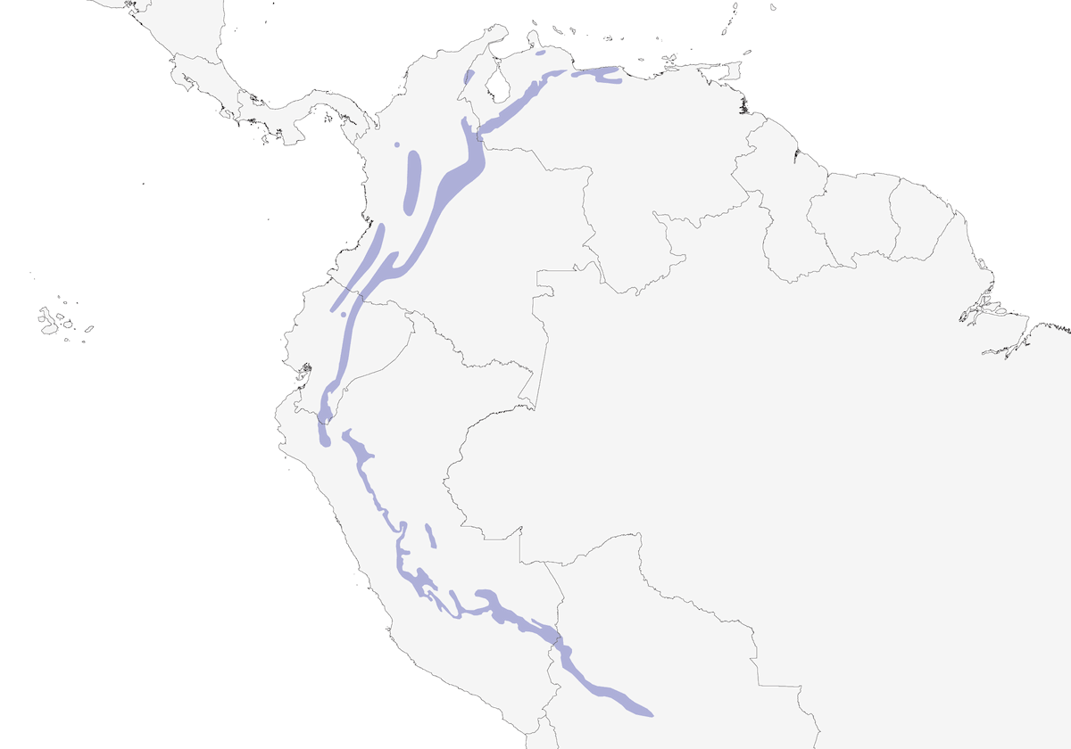Silfo Colilargo, Distribución 1