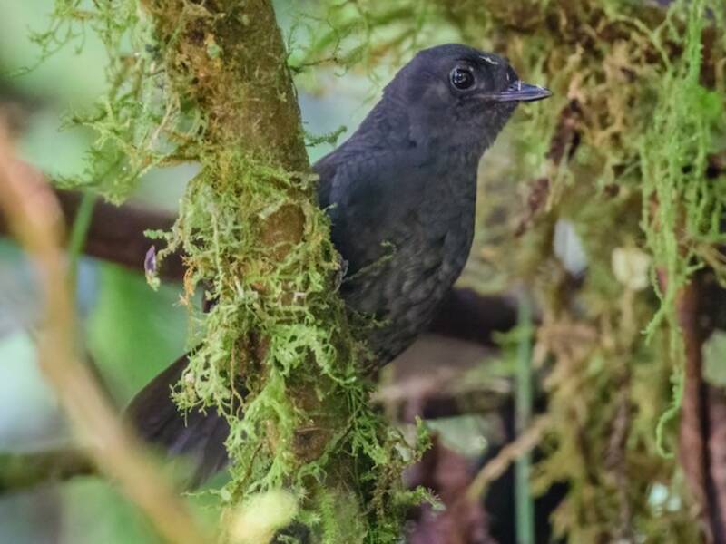 Long-tailed Tapaculo, Photos 4