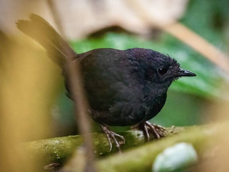Long-tailed Tapaculo, Photos 2