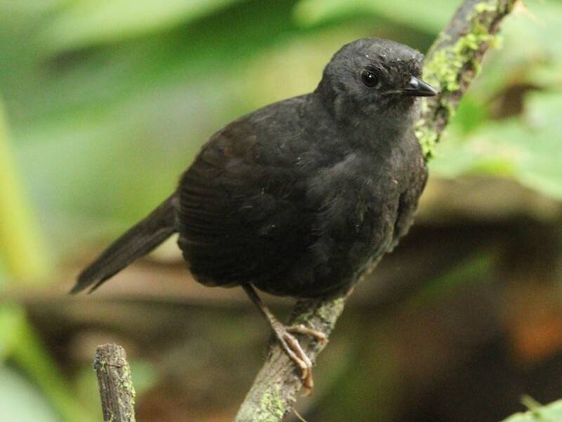 Langschwanz-Tapaculo
