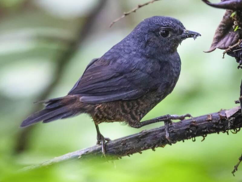 Long-tailed Tapaculo, Photos 3