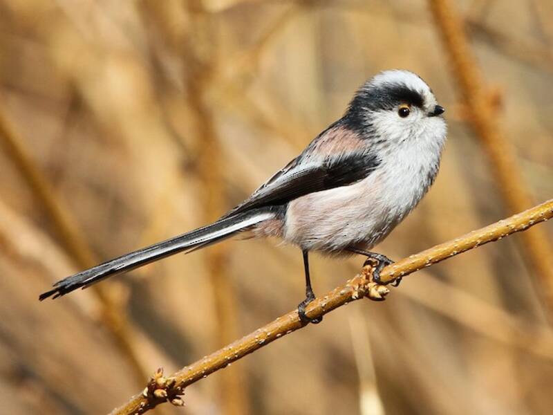Long-tailed Tit (Aegithalos caudatus)