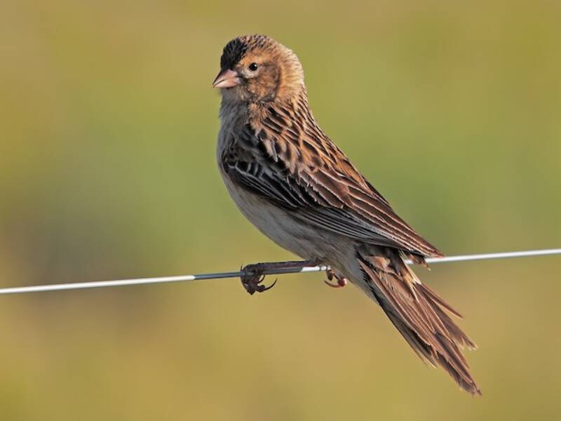 Long-tailed Widowbird (Euplectes progne)