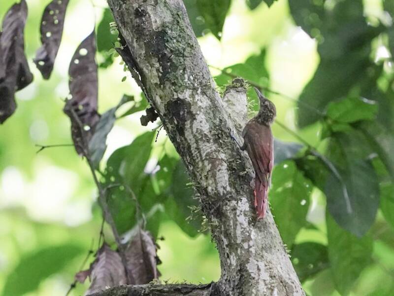 Piping Woodcreeper