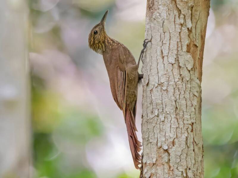 Whistling Woodcreeper, Deconychura longicauda