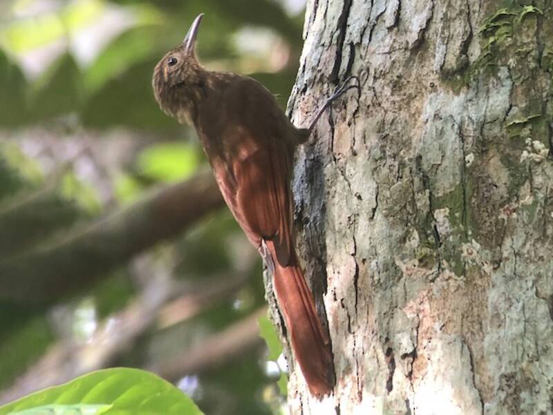 Whistling Woodcreeper, Photos 2