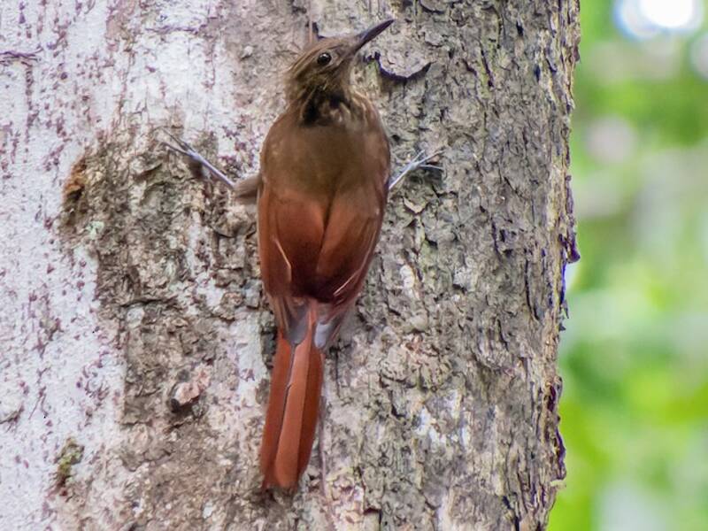 Whistling Woodcreeper, Photos 3