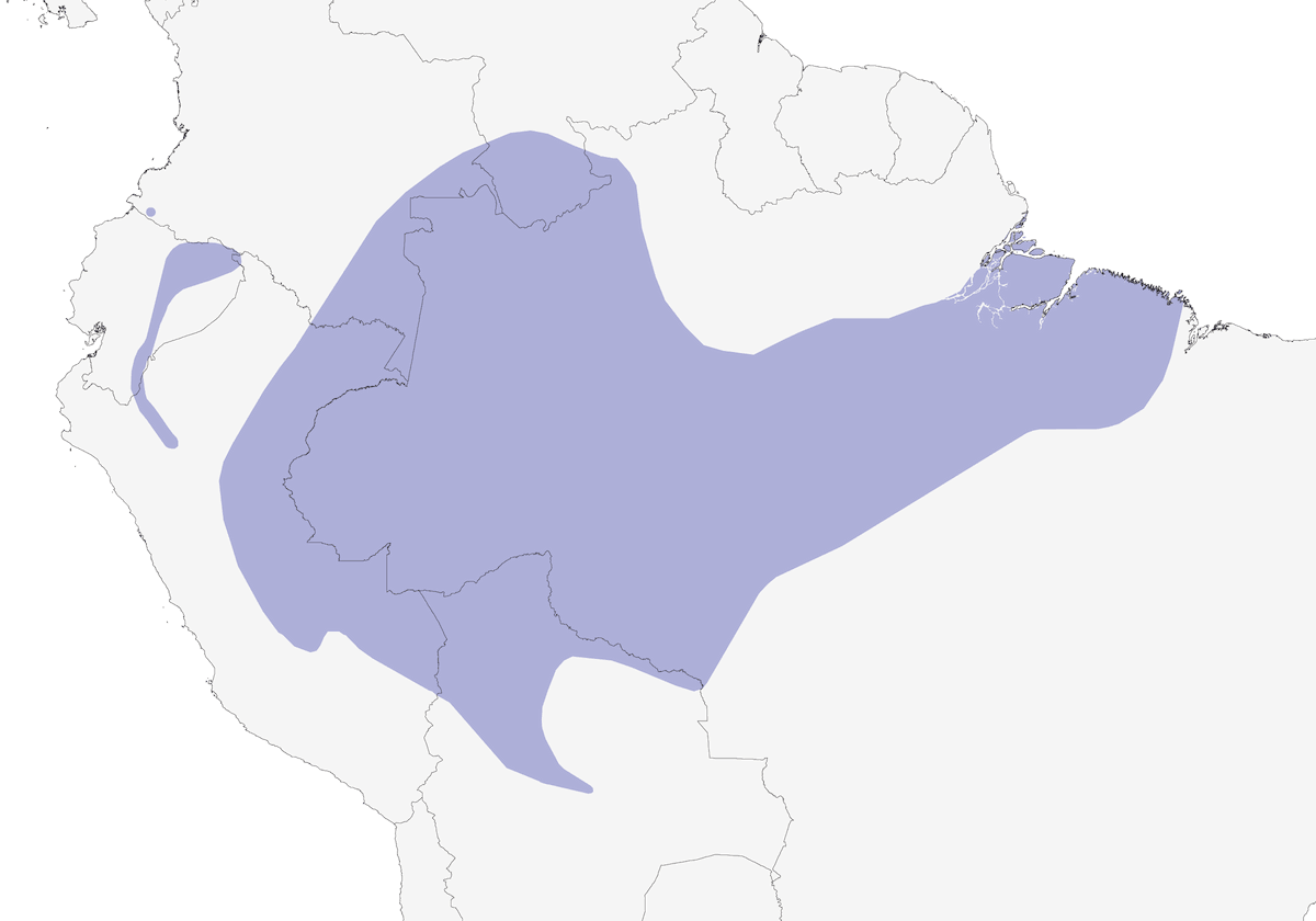 Rampicatore funebre, Distribuzione 1