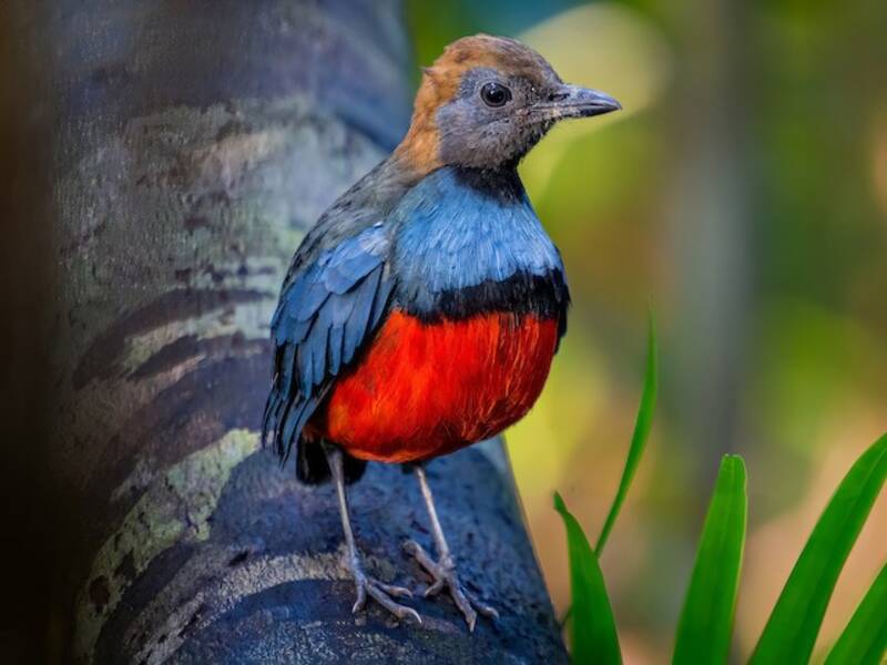 Louisiadenpitta, Fotos 3