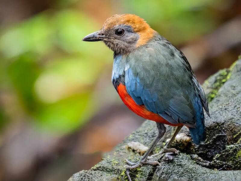 Louisiadenpitta, Fotos 2
