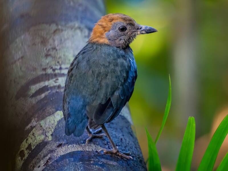 Louisiadenpitta