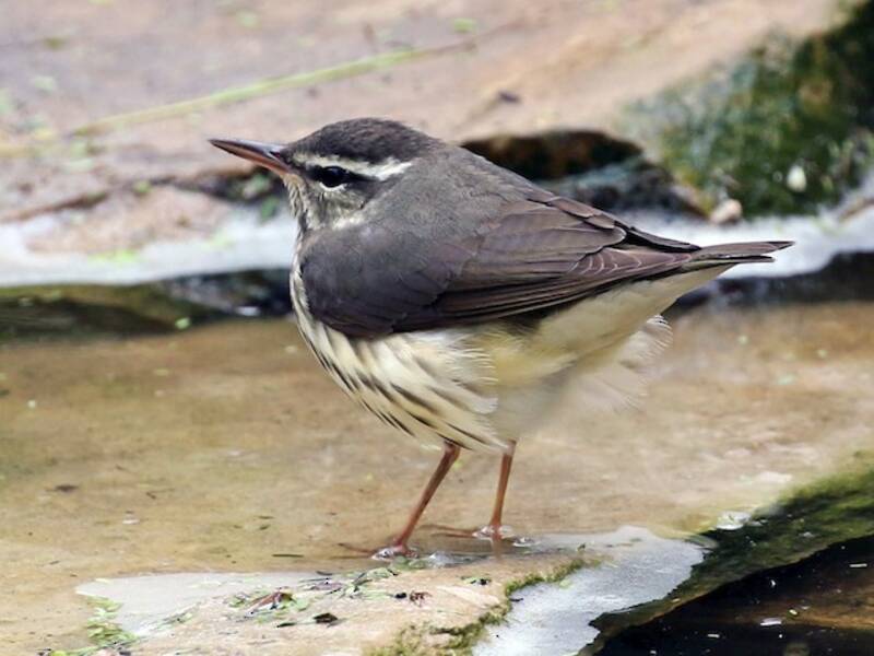 Louisiana-Waldsänger, Fotos 2
