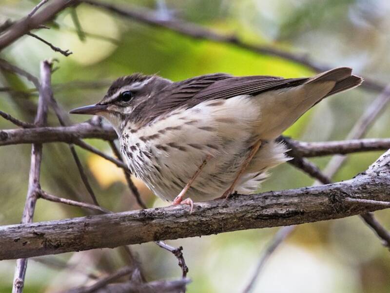 Louisiana-Waldsänger