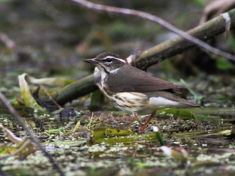 Louisiana-Waldsänger, Fotos 4
