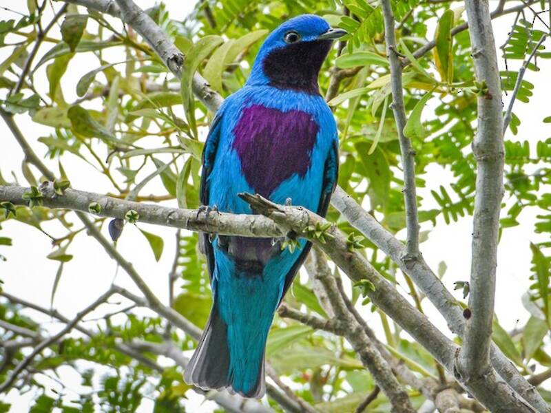 Lovely Cotinga, Photos 3