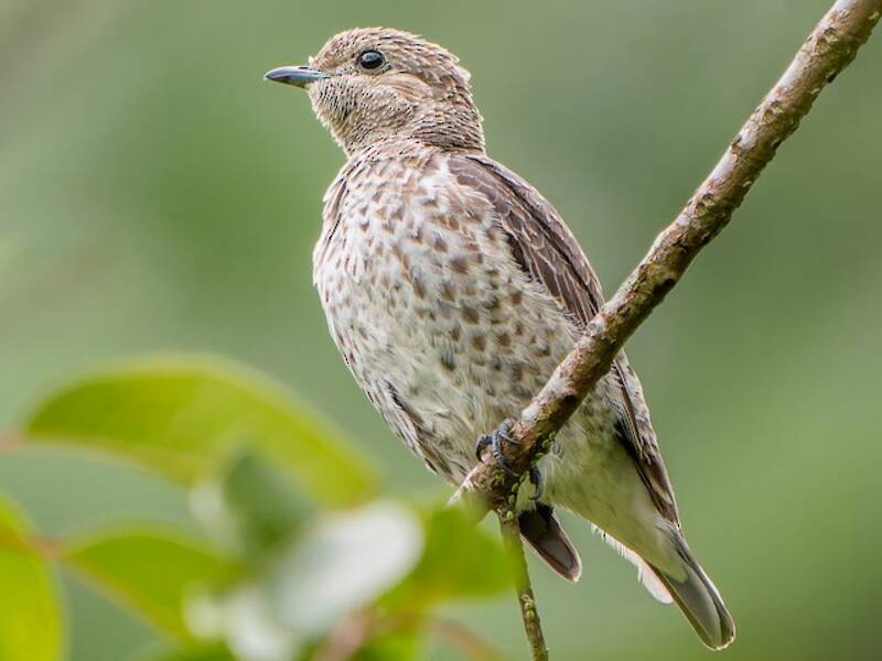 Lovely Cotinga, Photos 4