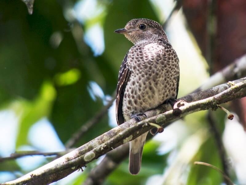 Lovely Cotinga, Photos 2