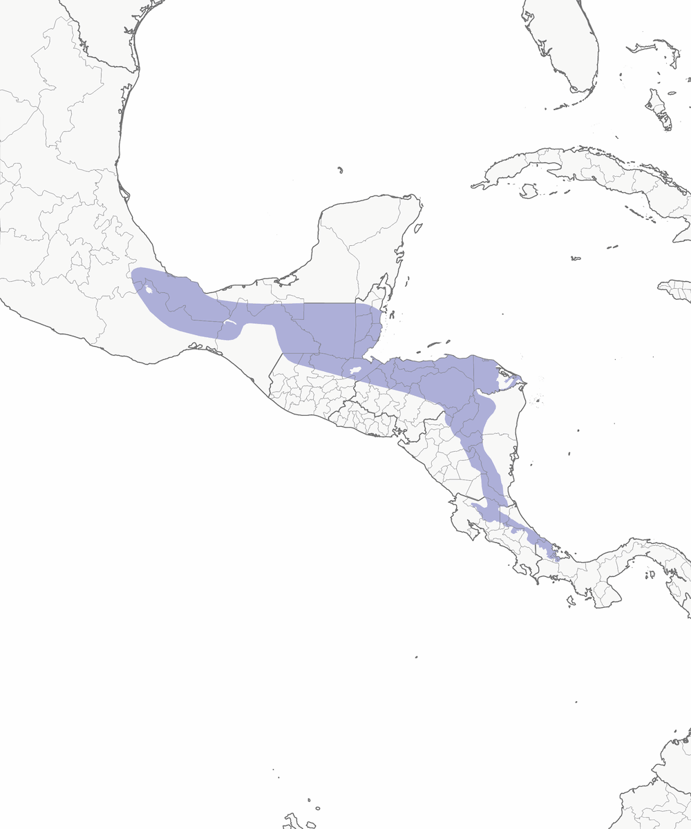 Lovely Cotinga, Distribution 1