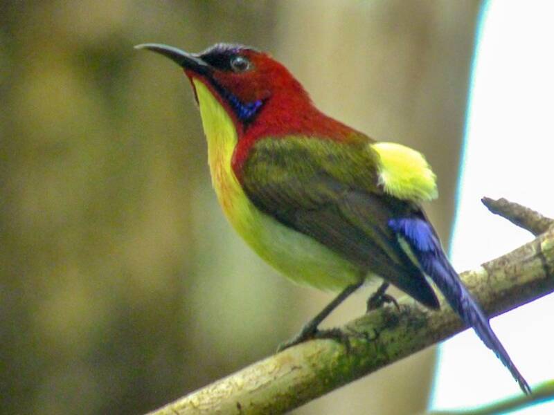 Lovely Sunbird