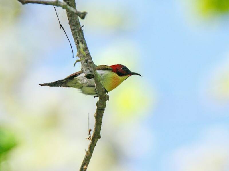 Schmuck-Nektarvogel, Fotos 2