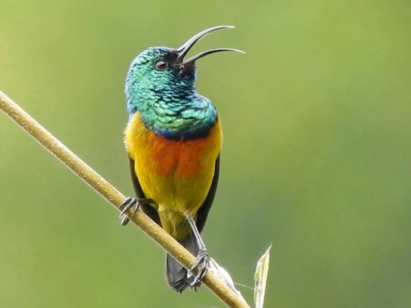 Nettarinia di Loveridge, Foto 2