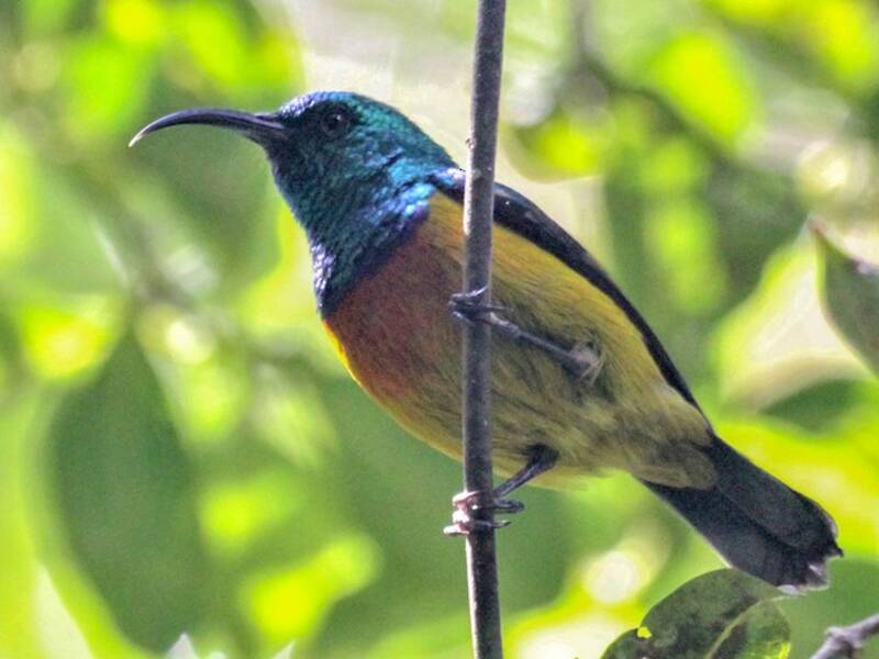 Nettarinia di Loveridge, Foto 4