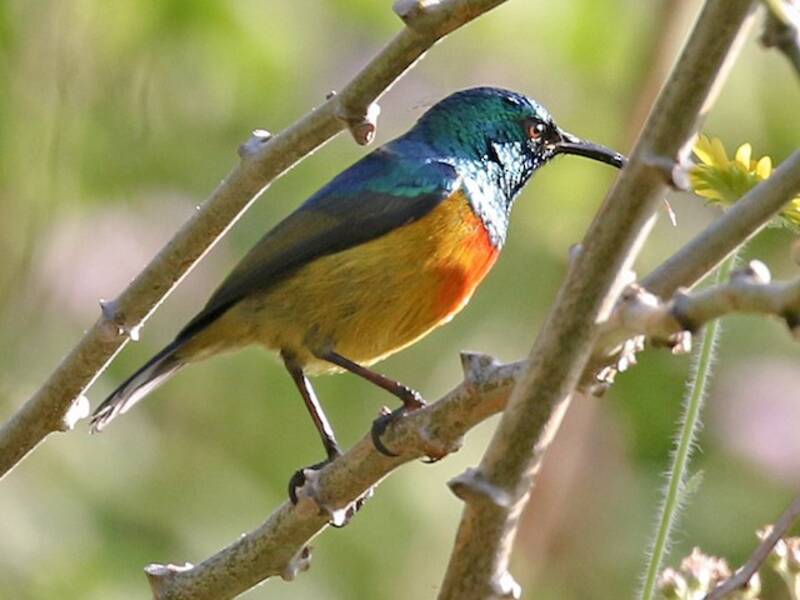 Nettarinia di Loveridge, Foto 3