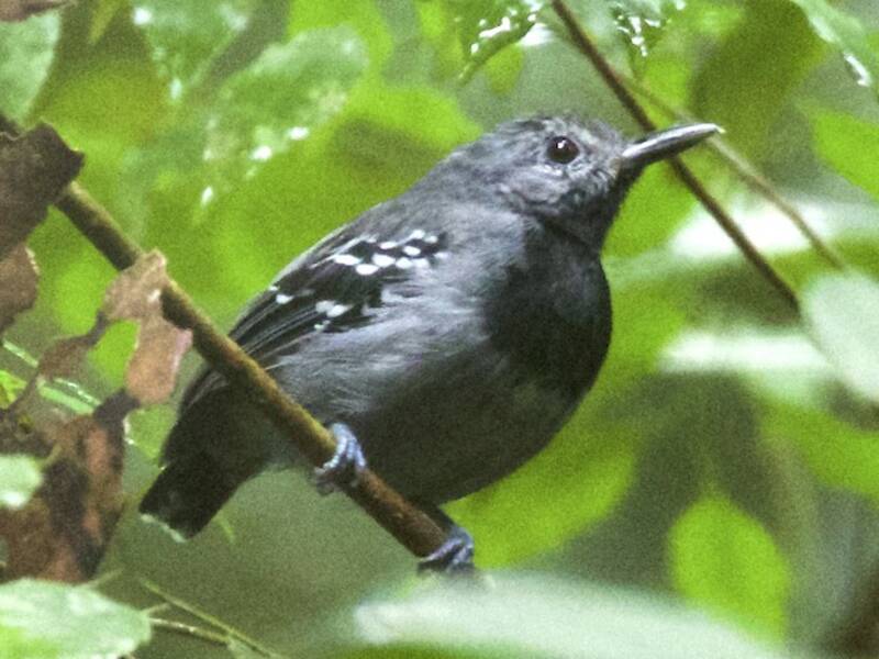 Scricciolo formichiero alilunghe, Foto 3