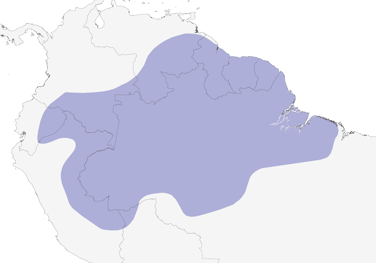 Scricciolo formichiero alilunghe, Distribuzione 1