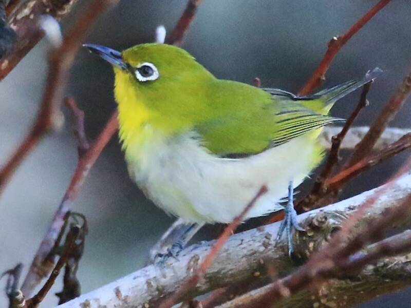 Tiefland-Brillenvogel, Fotos 3