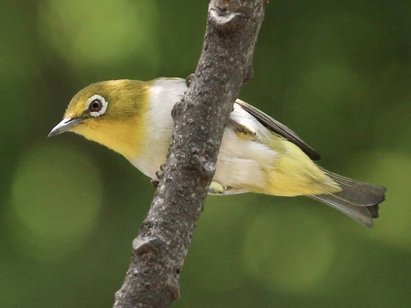 Tiefland-Brillenvogel, Fotos 2