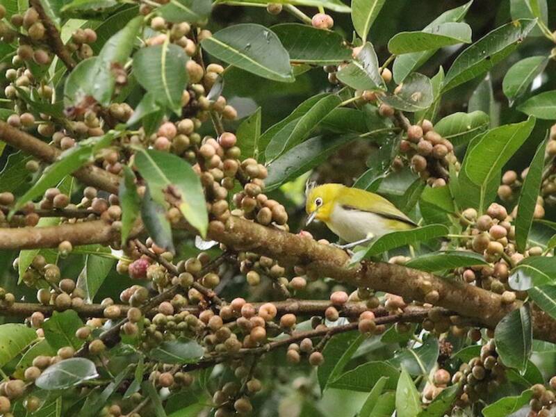 Lowland White-eye